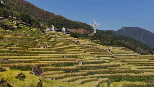航拍浙江丽水云和梯田 秋天丰收的金色稻田