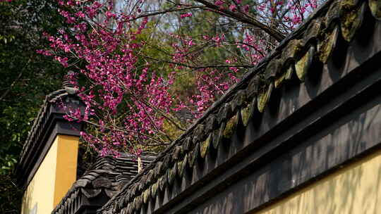 中式寺庙院墙旁盛开的粉色梅花