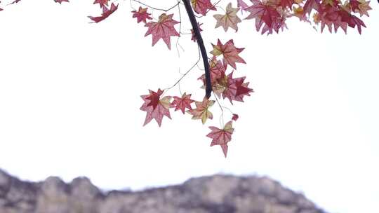 沕沕水生态风景区 枫叶 红 植物 茂密