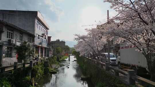 春天小城樱花开满园