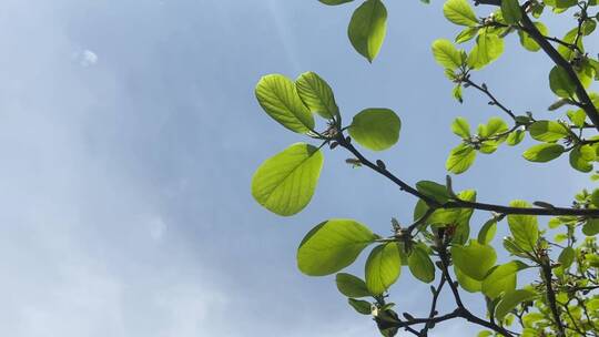 济南大明湖春天的景色，花朵绽放