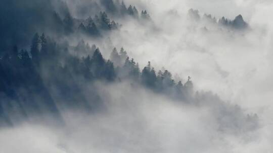 森林水汽水雾雾气早晨云山雾绕仙境