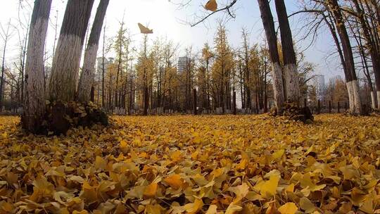 升格摄影深秋的风中银杏叶缓缓落叶视频素材模板下载