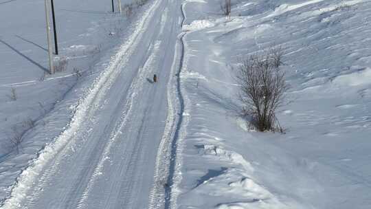 荒野雪地上的狐狸