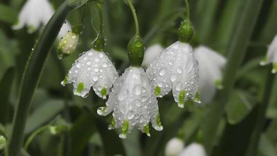 雨中的铃兰花