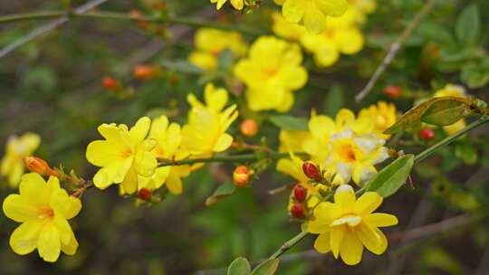 早春迎春花清明花小黄花花簇花瓣花蕊花朵