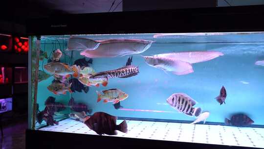 一组观赏鱼 花鸟市场 观赏鱼 宠物鱼视频素材模板下载