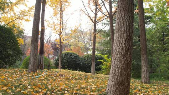 秋天城市公园树林户外清新自然唯美航拍视频素材模板下载