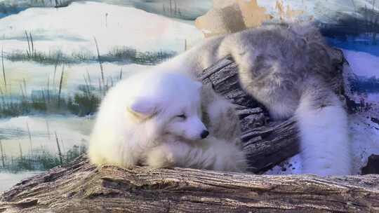 雪地中趴在木头上的白色小狗