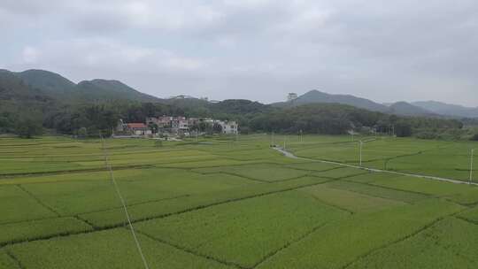 稻田 田园风光 航拍