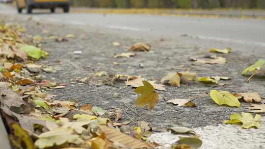 公路上散落的树叶