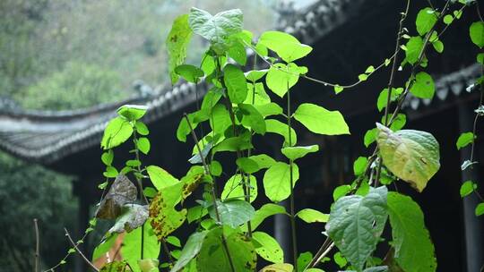 天台山国清寺建筑视频