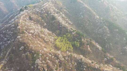 北京慕田峪野长城春天鲜花烂漫唯美自然航拍