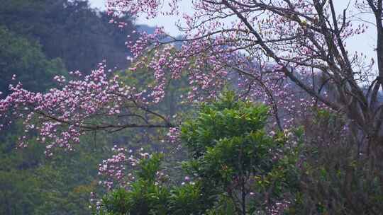 杭州植物园春天天目玉兰