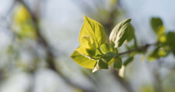 春天刚刚发芽的柳枝