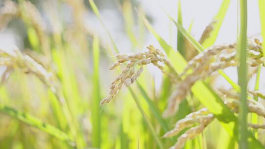 4K农业水稻稻穗