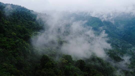 云海中的原始森林视频素材模板下载