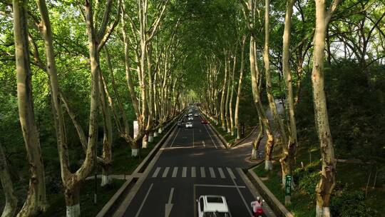 航拍中山陵景区陵园路