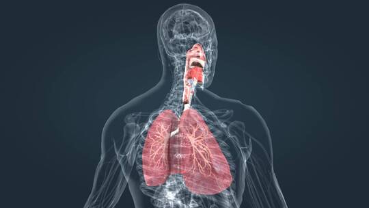 人体器官呼吸系统肺呼吸肺活量深呼吸动画