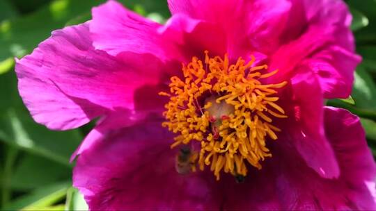蜜蜂在牡丹花上采蜜