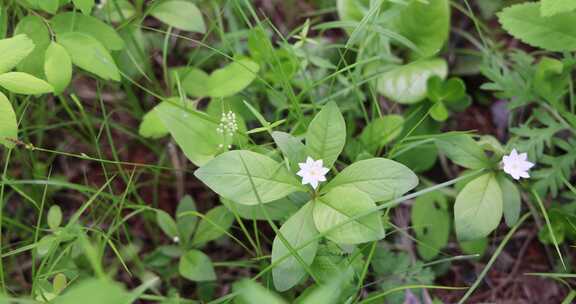 大兴安岭野生植物：七瓣莲