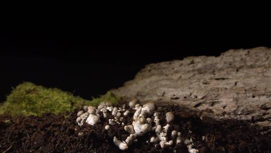 土壤中长大的菌类蘑菇