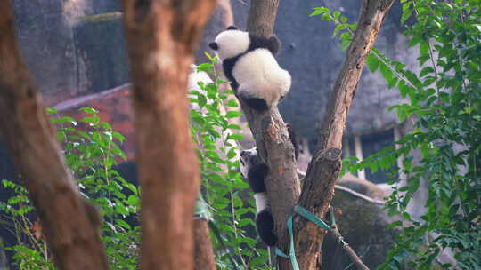 大熊猫基地国宝野生动物臂围动物爬树动物