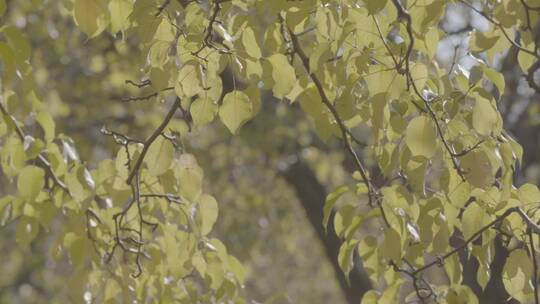 秋季金色树叶LOG