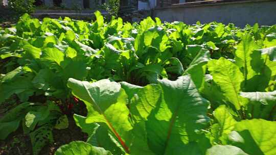 合集蔬菜菜园自然农业农场植物园艺萝卜