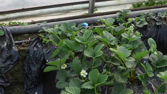 草莓园 农田 农业作物 水果 绿色植物 温室