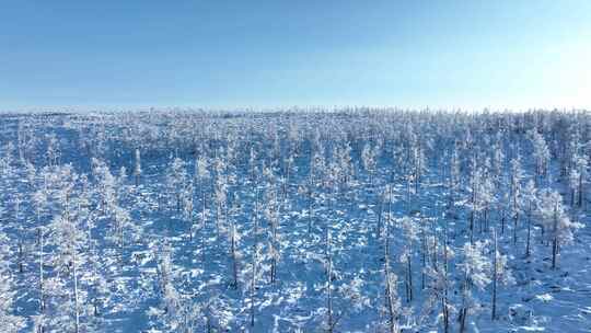 大兴安岭森林雪景雾凇雪冬雪林银装素裹