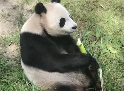 大熊猫的午餐