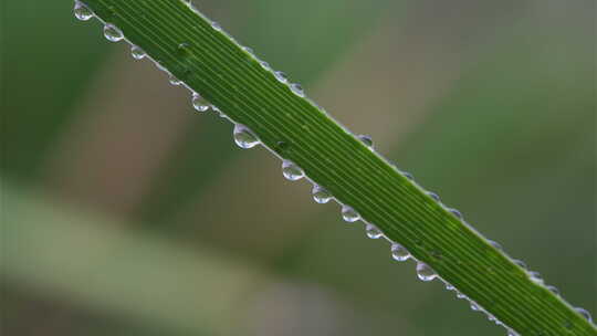 8K植物露珠露水空镜白露节气自然