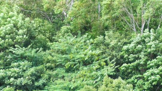 8组风吹树林风吹树叶风吹森林特写自然风景