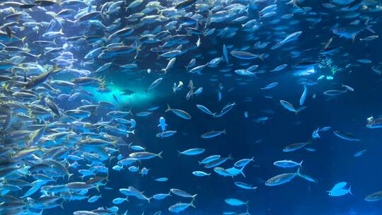 海底世界银鱼鱼群合集