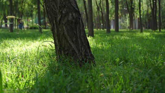 小清新草地