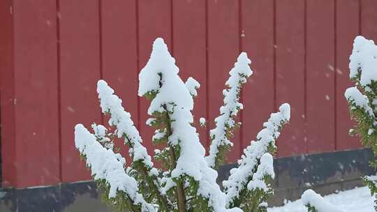 红墙前被雪覆盖的树木