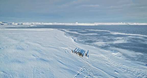 慢动作企鹅在南极洲海岸线奔跑