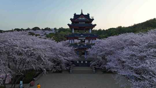 江苏 无锡 太湖 鼋头渚樱花 春天 旅游