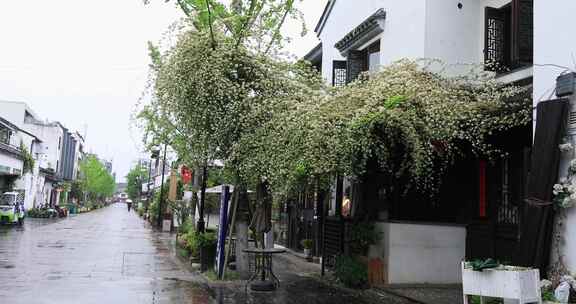 清晨春雨苏州平江路特色小店木香盛开