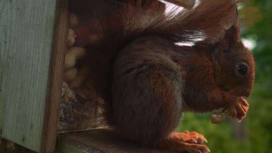松鼠用爪子抓着花生吃，啃着野生动物特写镜视频素材模板下载