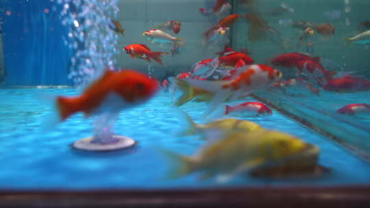鱼缸里游动的鲤鱼视频素材模板下载