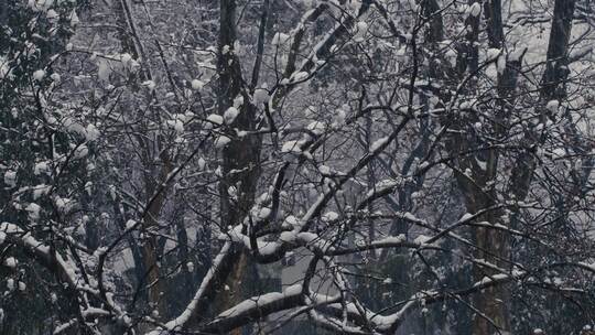 风雪中的枯树树枝积雪