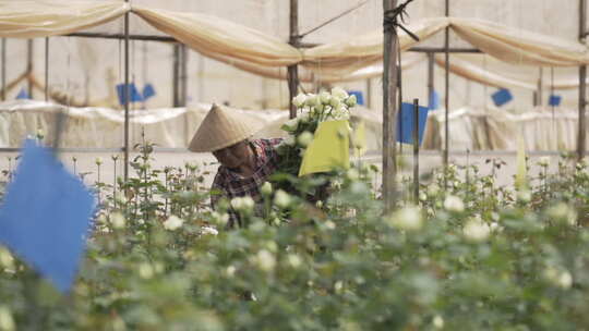 云南地拍种花基地内花农采摘鲜花中景