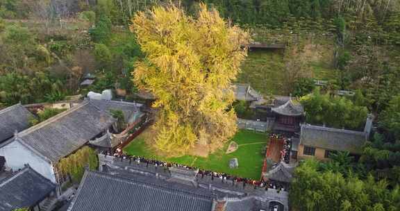 航拍古观音禅寺千年银杏树