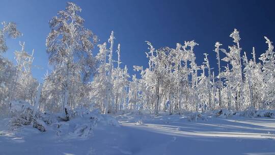 大兴安岭林海雪原银装素裹视频素材模板下载