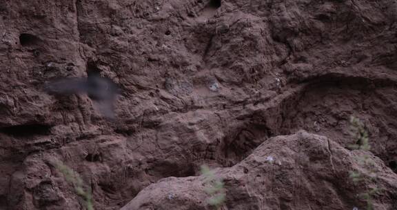 泥土洞穴栖息鸟类山雀