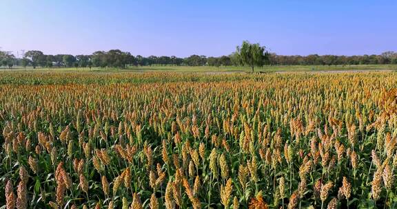 秋天的高粱地航拍