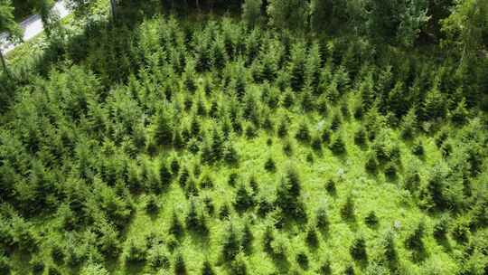 瑞典博胡斯兰种植园的年轻松树。农林概念。视频素材模板下载