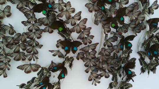 博物馆好看的美丽蝴蝶标本
